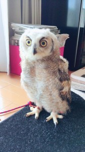 timeline_20170605_150425